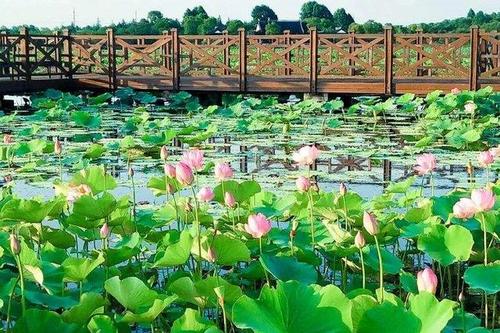 这就是四川荷花海国家森林公园,大家对此有什么不一样的看法呢?