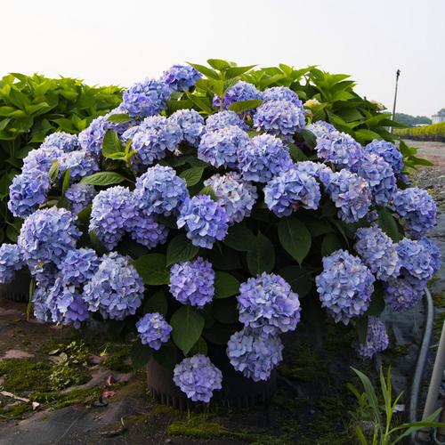 无尽夏大花绣球盆栽花苗阳台庭院八仙植物花卉1加仑屋檐的花园