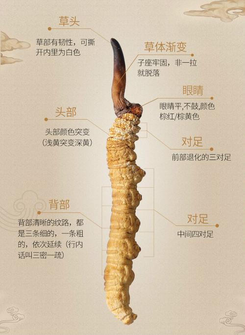 冬虫夏草中含有虫草素,是其发挥抗肿瘤作用的主要成分.