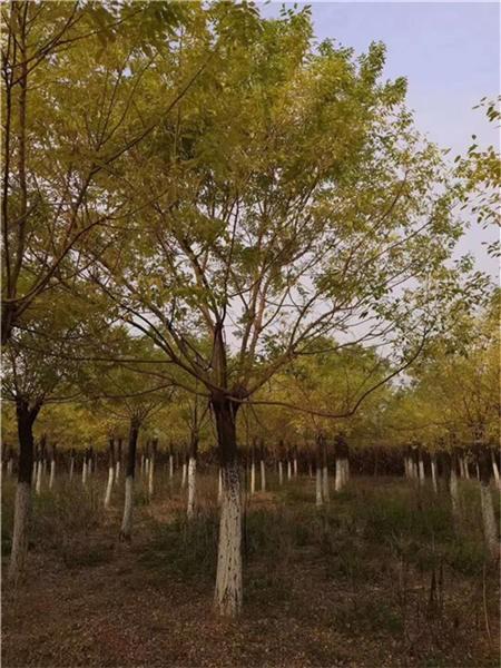 矮杆黄金槐10-12公分长治价格多少