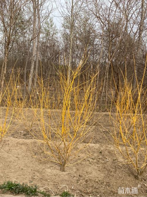 高度250厘米丛生金枝槐