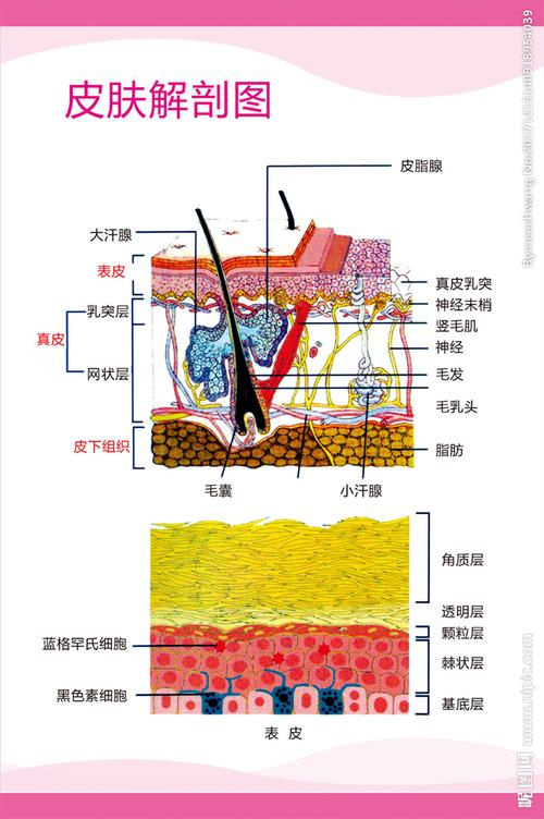 皮肤解剖图图片