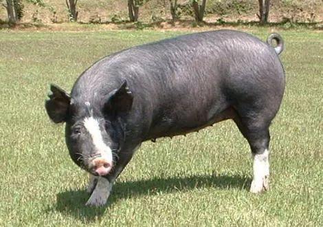 巴克夏猪常见病有哪些怎么防控