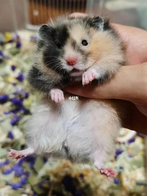 极品阴阳脸黑黄玳瑁长毛金丝熊_长毛金丝熊_宠物_宠物