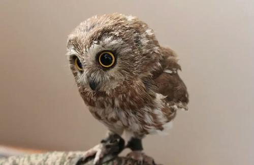 猫头鹰分布在哪些地方