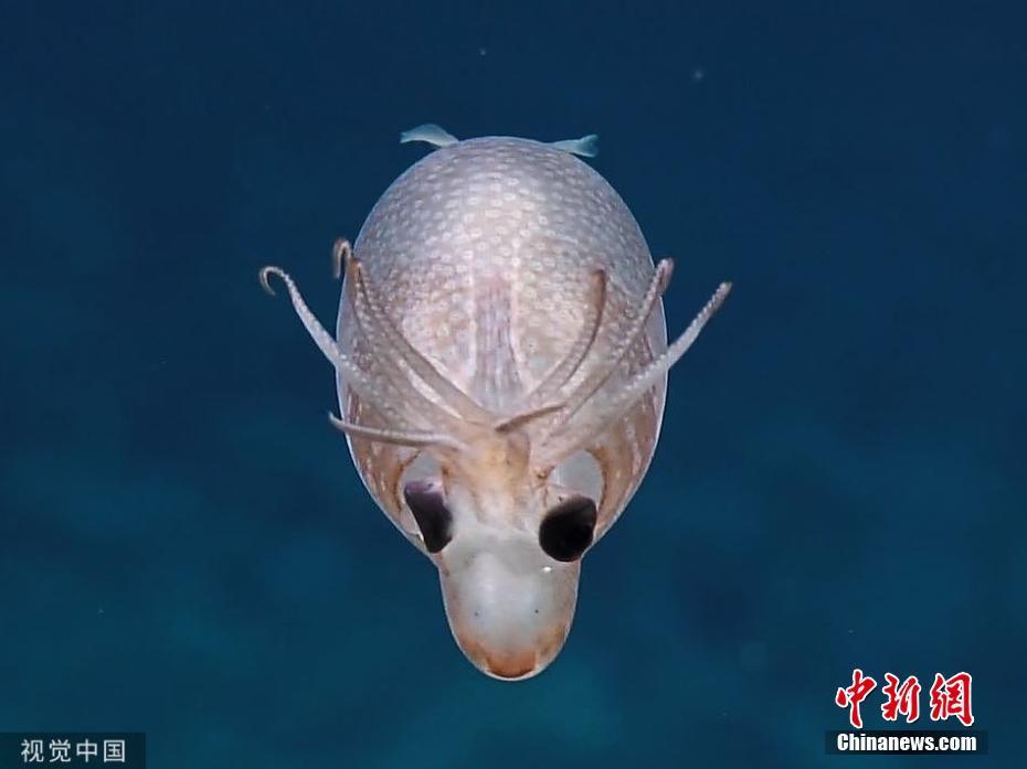 夏威夷海域发现"小猪鱿鱼" 外观像小猪又像驯鹿 (4/4)