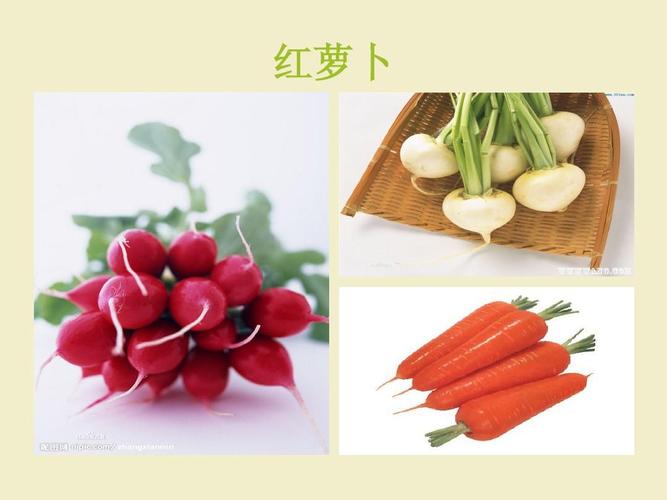 蔬菜水果-红萝卜介绍ppt