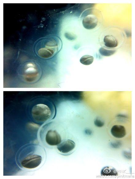 六角恐龙产卵孵化记