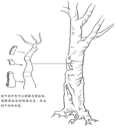 素描基础入门教程树干的画法