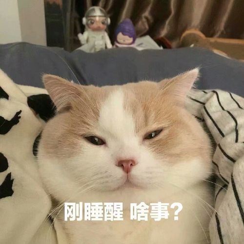 刚睡醒,啥事 - _斗图表情