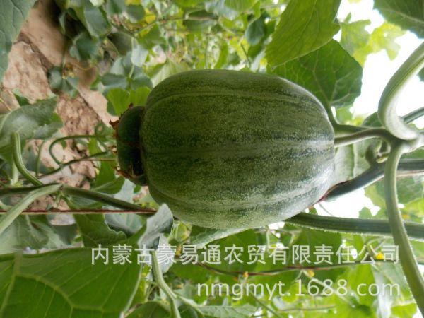 供应内蒙古河套平原五原县胜丰镇产 灯笼红 香瓜