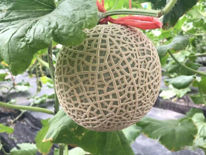 网纹甜瓜就是哈密瓜?