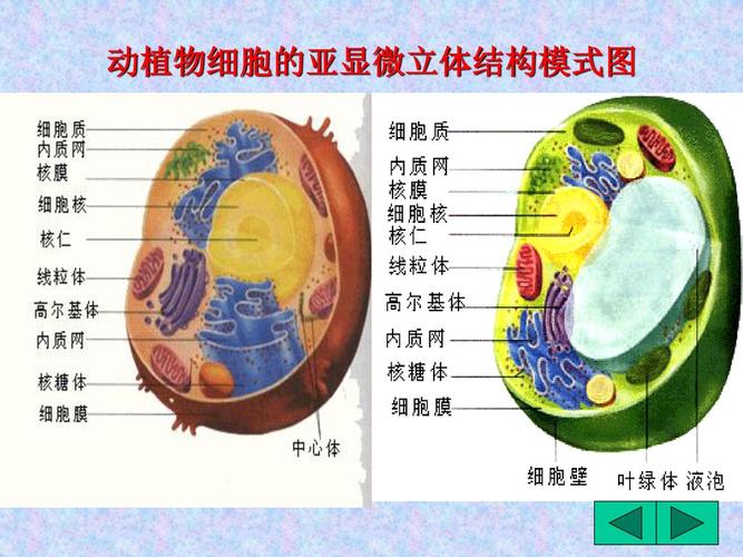 其结构包括细胞膜,细胞质,细胞核,细胞必须保持完整性,才能完成正常的