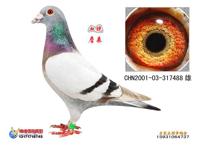 花头白条雄鸽是好鸽,好花头白条信鸽的特点,花头