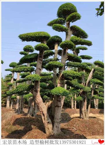 物美价廉的造型榆树苗木-精品造型榆树上宏景苗木场