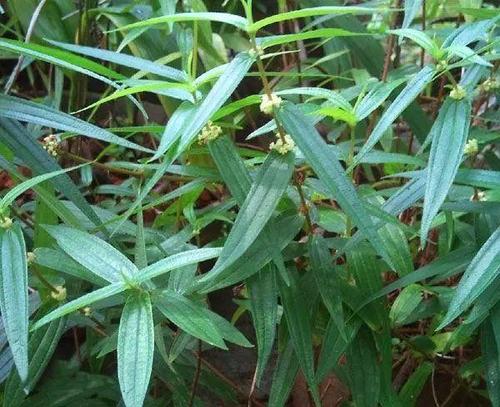 糯米团,水母雪兔子,老虎须,你被这些植物名称骗到了吗?