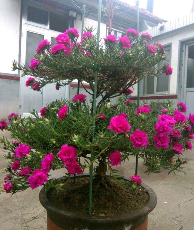 太阳花过完冬天感觉大限将至了,花友们看看还有救的可能吗?