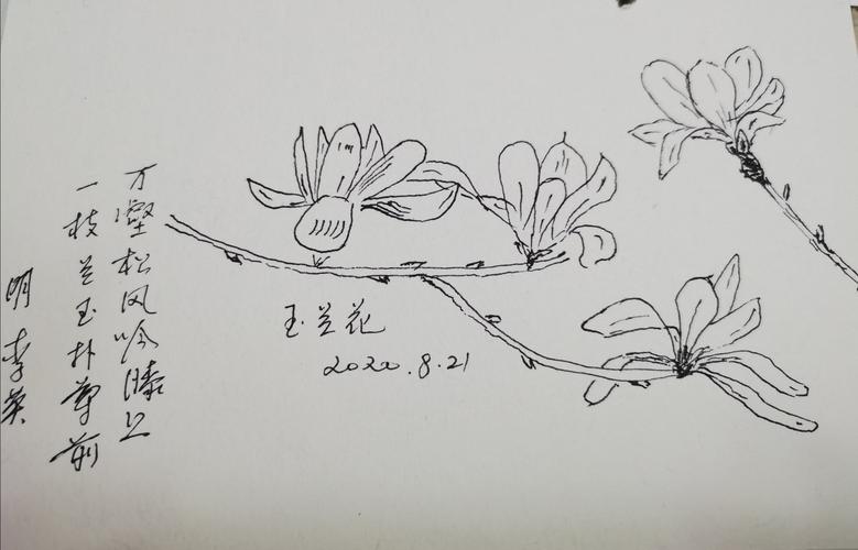 玉兰花