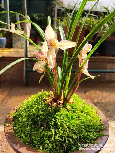养兰环境-中国兰花交易网社区
