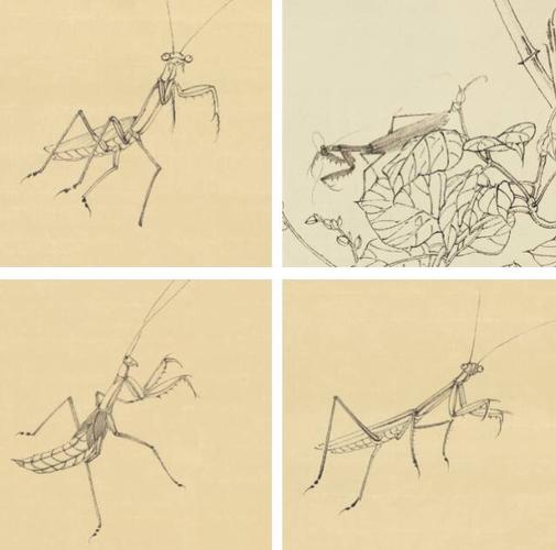 美文 跟着张铨画白描新书推荐:白描草虫 写美篇  螳螂的种类和特点