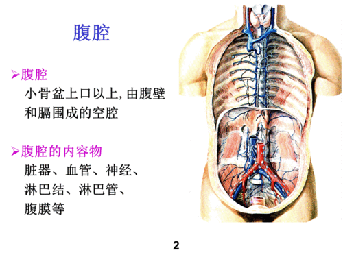 局部解剖学-腹腔.ppt