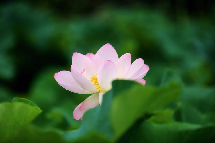莲花高洁不染尘出水聘婷净玉身.仙子禅韵梵音起佛光普照蕴芳茵.