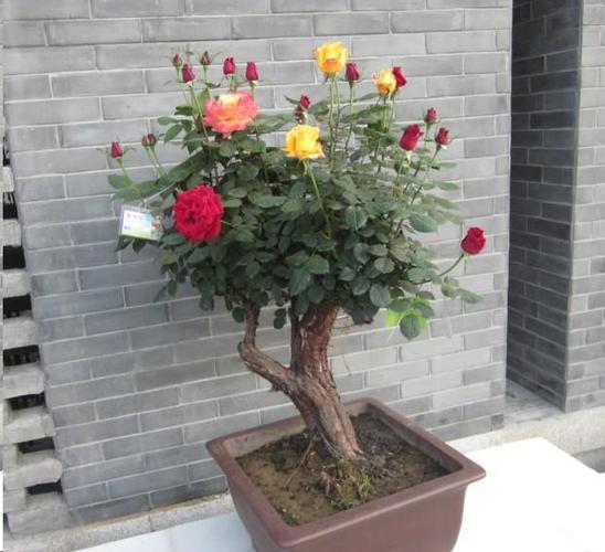 蔷薇老桩如何嫁接月季?搞清楚这2点,让嫁接变得简单