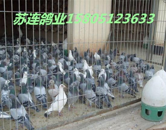 哪里有鸽子出售卖 哪里出售鸽子好价格便宜飞的远