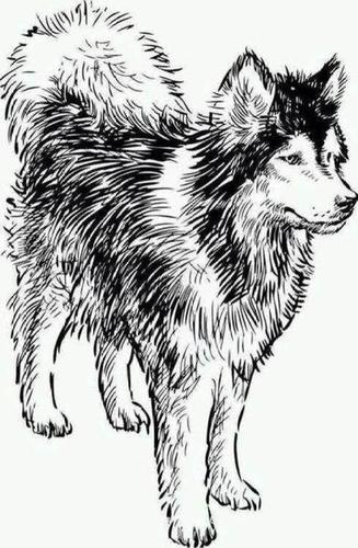 滑雪场的雪橇犬简笔画