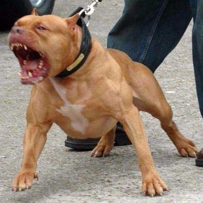 美国比特犬幼犬纯种血统斗狗大小体比特犬巨型狩猎犬大型看家护院