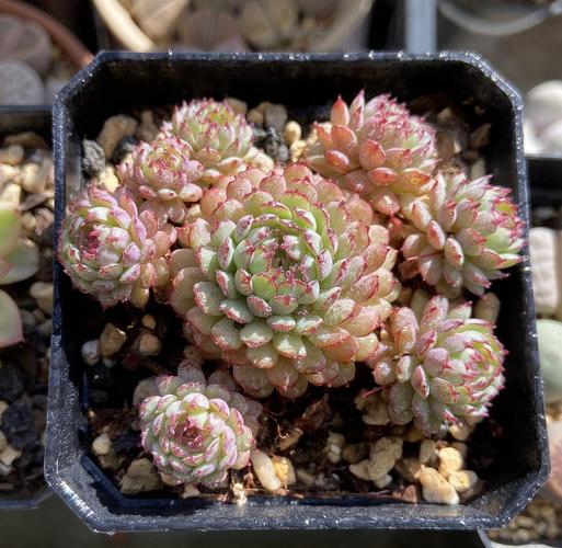 特别迷恋红尖尖的品种,它的杂交品种小红船也很美