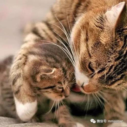 母亲节,猫咪们的亲子照,母子情深