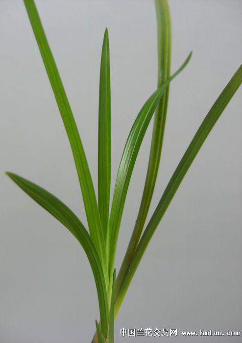 春剑新种梅瓣—让种