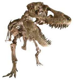 com 动物骨架_百度图片搜索 1 image.baidu.com