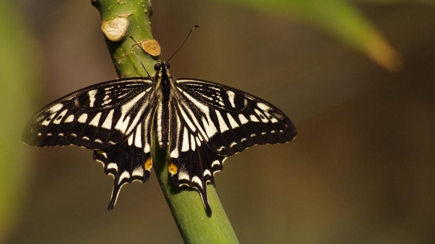 绿带翠凤蝶图片(14/19)