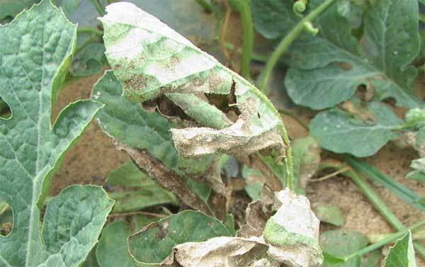 西瓜霜霉病