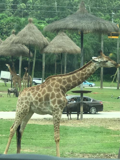 珠海长隆森林动物园一游