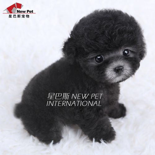 泰迪星巴斯 纯种 烟灰银色泰迪贵宾茶杯幼犬宠物狗活体出售g251