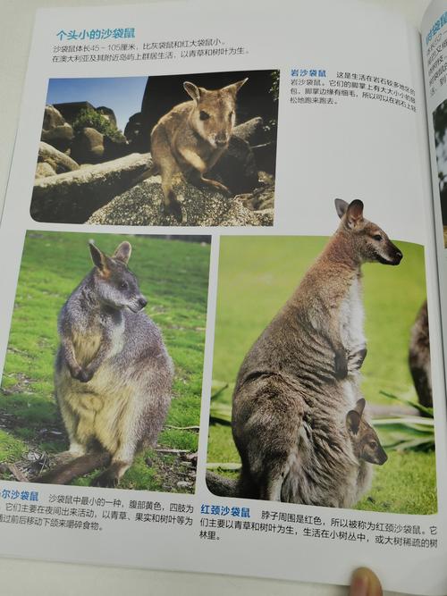 其它 真实大自然陆地动物—袋鼠 写美篇 袋鼠的种类 以上就是今天陆地