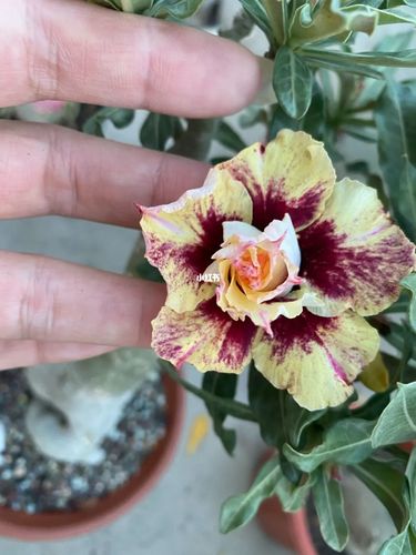 沙漠玫瑰_沙漠_流金岁月_碧螺春_沙漠玫瑰_家居家装_家居装饰_花艺