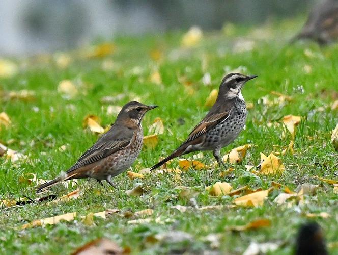 绿草地上的白眉歌鸫("两湖一河"拍鸟35)
