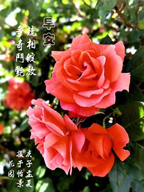 您好,早安吉祥!幸福快乐! ——问候祝福语图片集锦 (一)