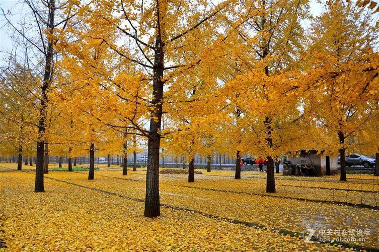 临沂郯城"中国银杏之乡"