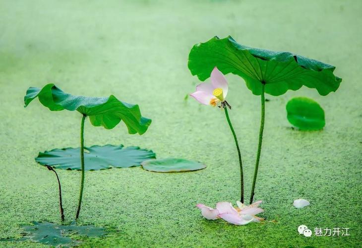 炎炎夏日,情归"荷处"--"开江第四届荷花文化节"等你来