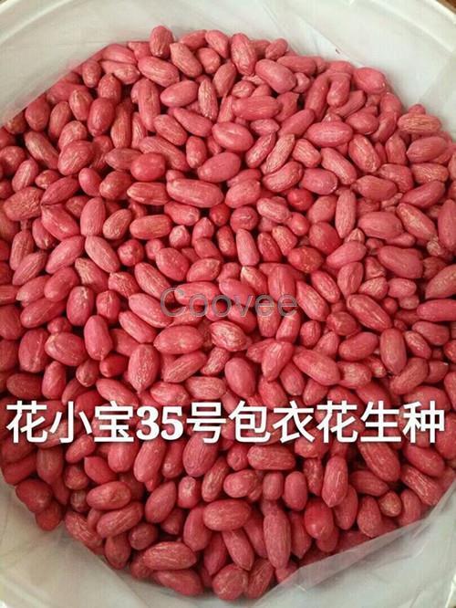 特性特征 花小宝35号花生品种,主茎高32.9厘米,侧枝长36.