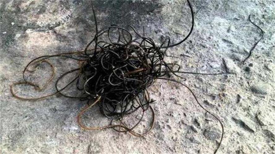 世界上最"恐怖"的生物,竟寄生在螳螂体内,还可以控制它自杀