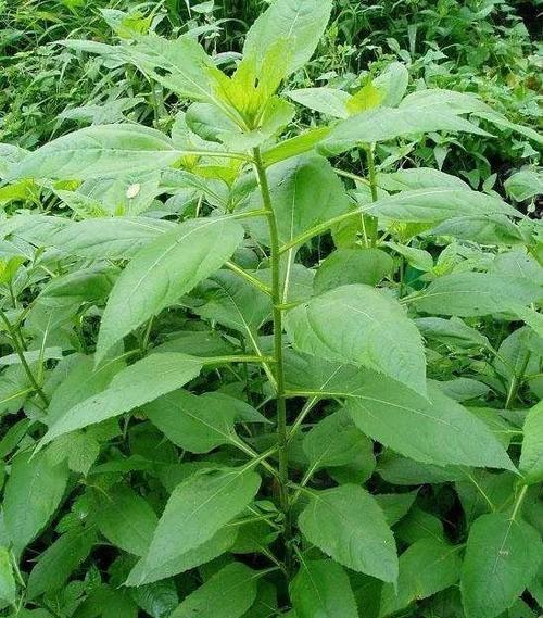 洋姜似姜非姜是多用途的宝藏植物掌握栽培技术要点获高产