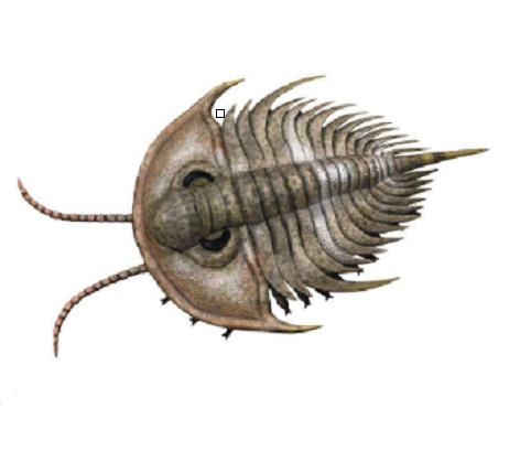 6亿年前的寒武纪就出现的最有代表性的远古动物,是节肢动物的一种