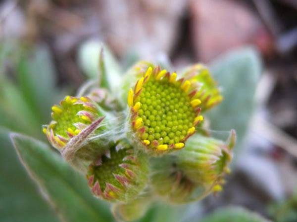 狗年就要到了,这些与"狗"有关的中药你知道吗?