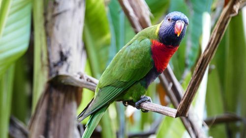 彩虹鹦鹉图片(2/10)